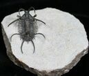 Alien Looking Ceratarges Trilobite #5561-1